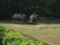 Zoo Cottbus 006